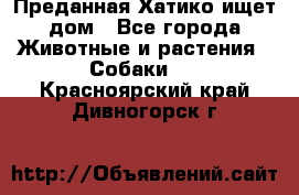 Преданная Хатико ищет дом - Все города Животные и растения » Собаки   . Красноярский край,Дивногорск г.